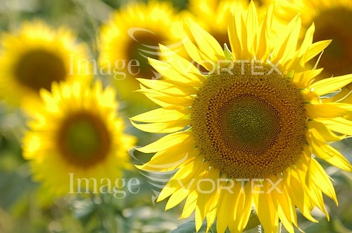 Flower royalty free stock image #156313086