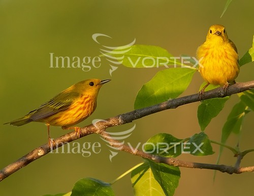 Bird royalty free stock image #156404676