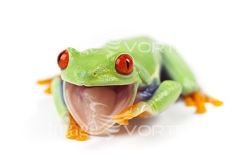 Animal / wildlife royalty free stock image #157191962