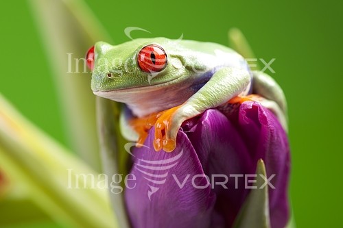 Animal / wildlife royalty free stock image #157269149