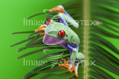 Animal / wildlife royalty free stock image #157501038