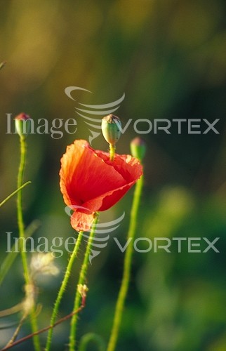 Flower royalty free stock image #157325592