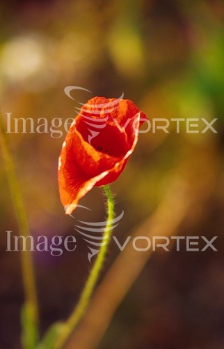 Flower royalty free stock image #157449088