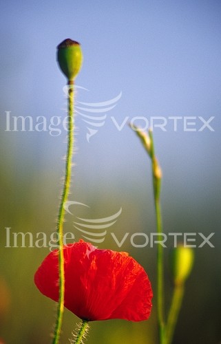 Flower royalty free stock image #157572344