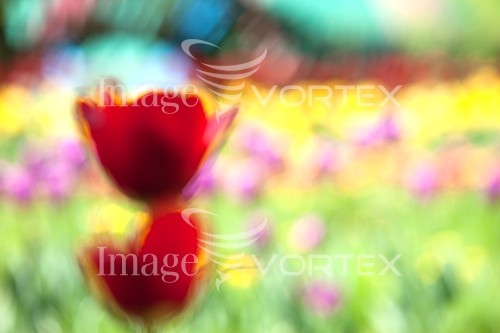 Flower royalty free stock image #159510322