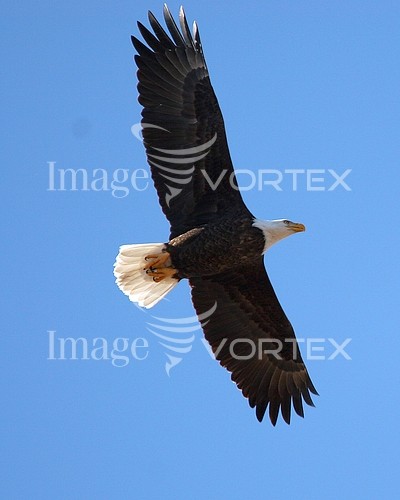 Bird royalty free stock image #159943499