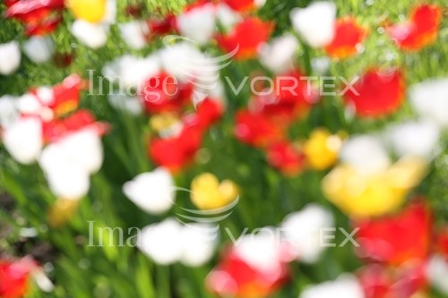 Flower royalty free stock image #159661247