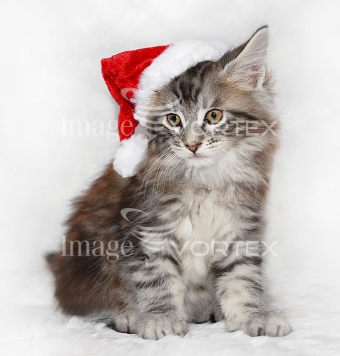 Pet / cat / dog royalty free stock image #159215595