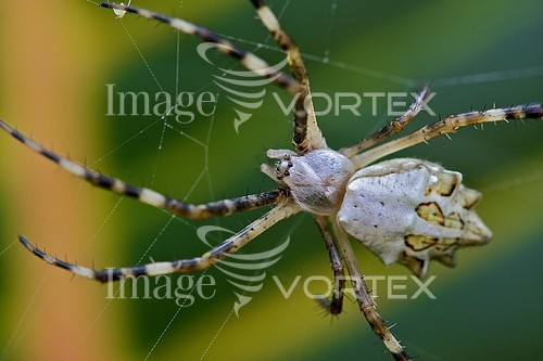 Insect / spider royalty free stock image #159006635