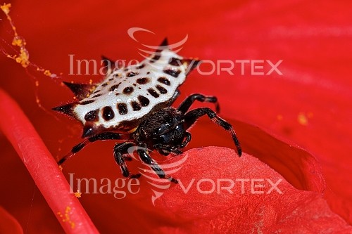 Insect / spider royalty free stock image #159033698