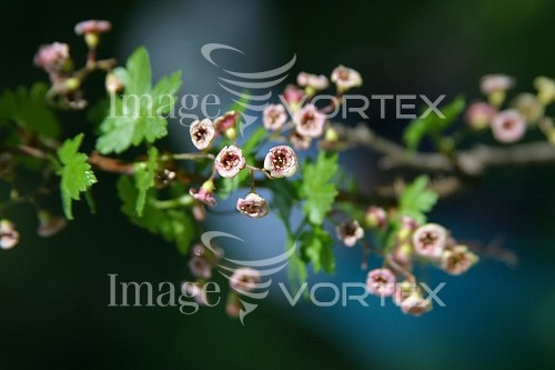 Flower royalty free stock image #159873101