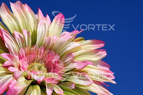 Flower royalty free stock image #160307912
