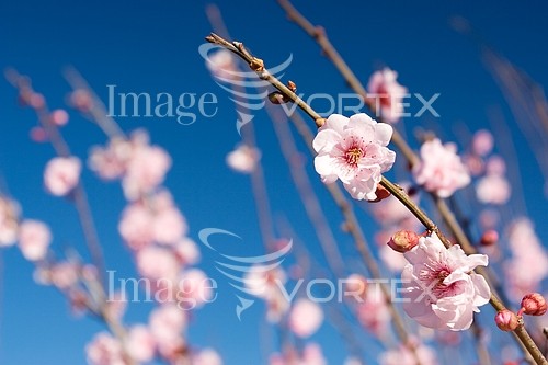 Flower royalty free stock image #160320614
