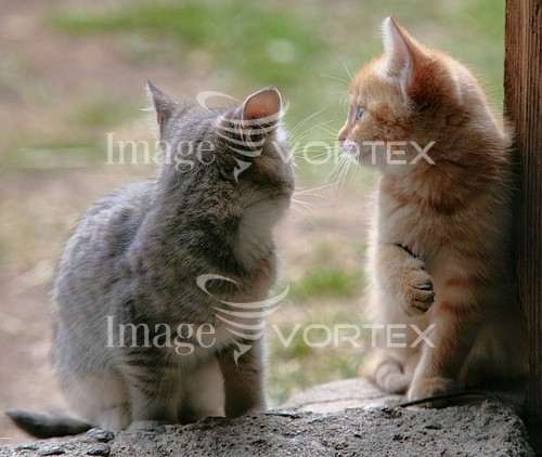 Pet / cat / dog royalty free stock image #160890215