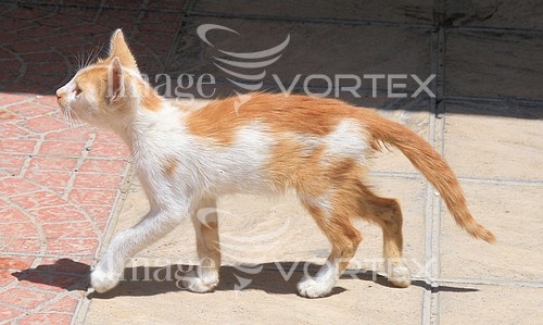 Pet / cat / dog royalty free stock image #161419539