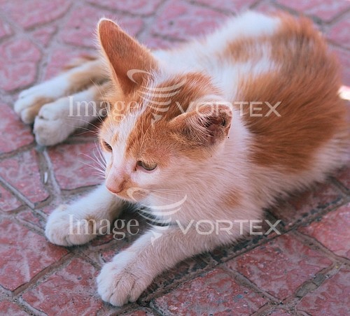 Pet / cat / dog royalty free stock image #161535593