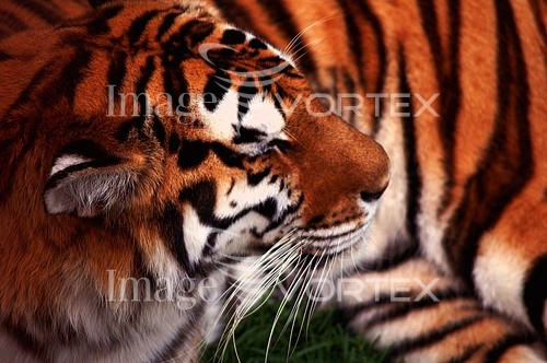 Animal / wildlife royalty free stock image #161042205