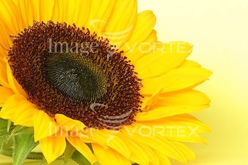 Flower royalty free stock image #162769982