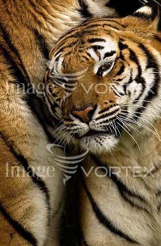 Animal / wildlife royalty free stock image #162996899