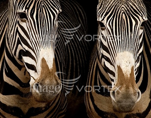 Animal / wildlife royalty free stock image #162989302