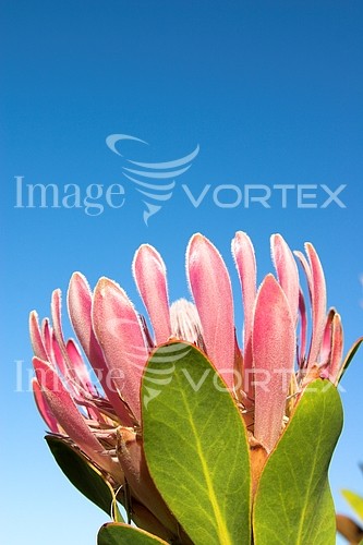 Flower royalty free stock image #163336025