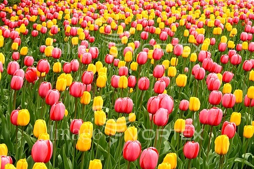 Flower royalty free stock image #163439335