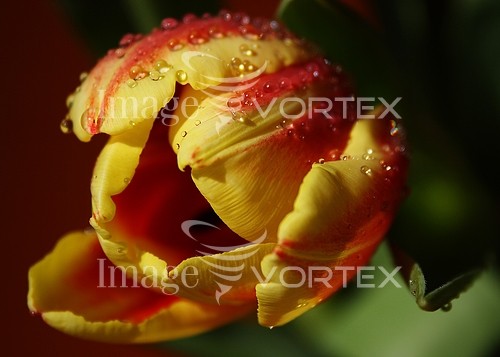 Flower royalty free stock image #163973192