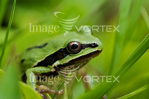 Animal / wildlife royalty free stock image #163944321