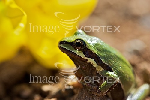 Animal / wildlife royalty free stock image #163953403