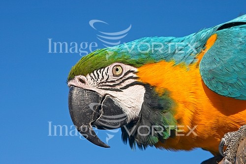 Bird royalty free stock image #163917553