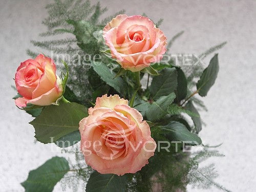 Flower royalty free stock image #163941297