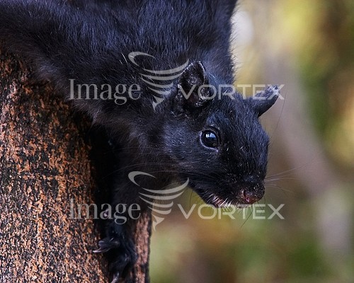 Animal / wildlife royalty free stock image #163151880