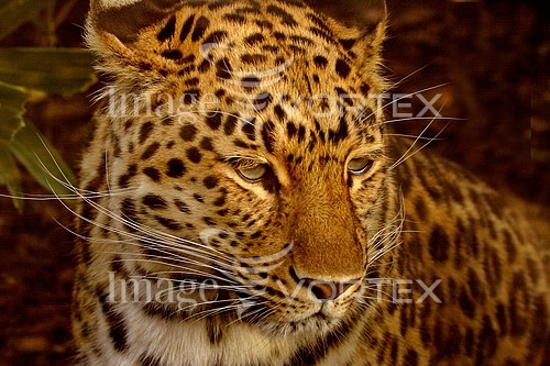 Animal / wildlife royalty free stock image #164980523