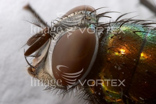 Insect / spider royalty free stock image #164979295