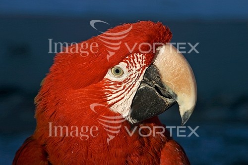 Bird royalty free stock image #164038698