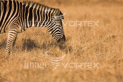 Animal / wildlife royalty free stock image #164868556