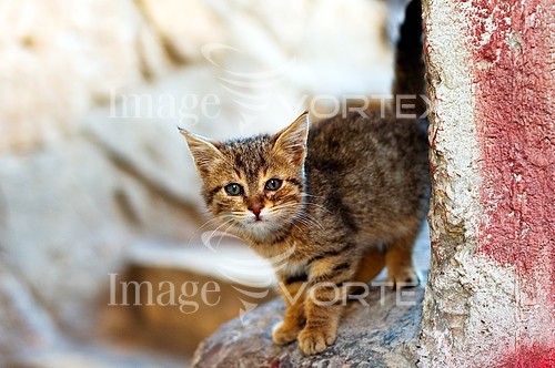 Pet / cat / dog royalty free stock image #165436269