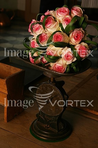 Flower royalty free stock image #165133126