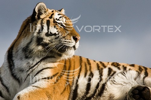 Animal / wildlife royalty free stock image #165197622
