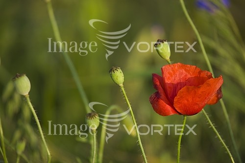 Flower royalty free stock image #166066528