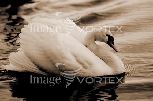 Bird royalty free stock image #166105501