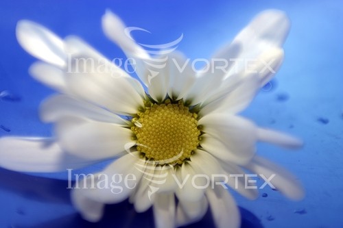 Flower royalty free stock image #167766912