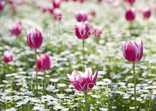 Flower royalty free stock image #167582352