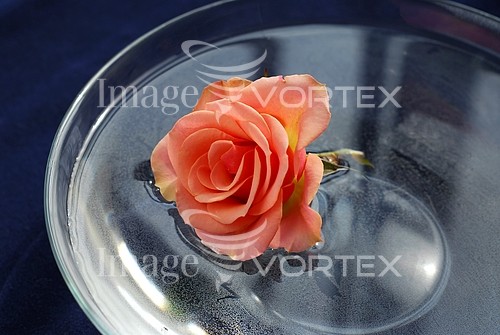 Flower royalty free stock image #167426414