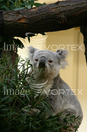 Animal / wildlife royalty free stock image #168168202