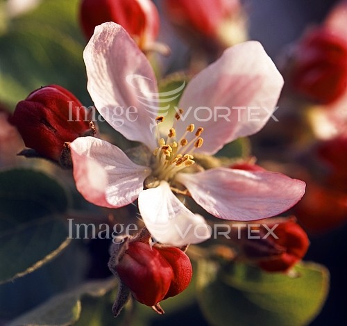 Flower royalty free stock image #169574313