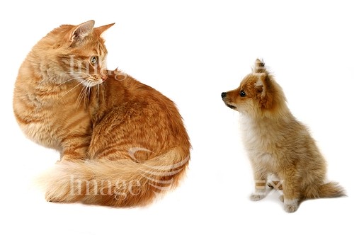 Pet / cat / dog royalty free stock image #169956039