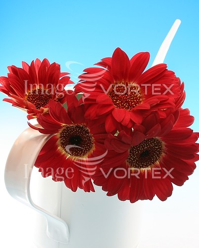 Flower royalty free stock image #169435430