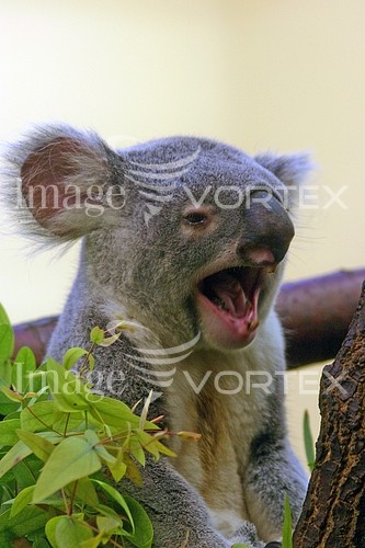 Animal / wildlife royalty free stock image #169111133