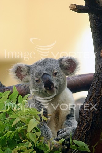 Animal / wildlife royalty free stock image #169120208